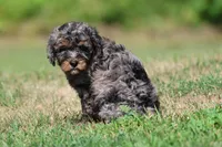 Blue , a male Bernedoodle and Miniature Bernedoodle for sale in Grand Rapids, MI – 5 of 5