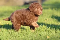 Snickers, a male Aussiedoodle and Miniature Aussiedoodle for sale in Grand Rapids, MI – 4 of 4