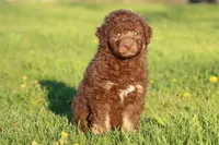Snickers, a male Aussiedoodle and Miniature Aussiedoodle for sale in Grand Rapids, MI – 2 of 4