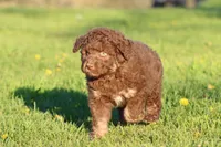 Snickers, a male Aussiedoodle and Miniature Aussiedoodle for sale in Grand Rapids, MI – 3 of 4