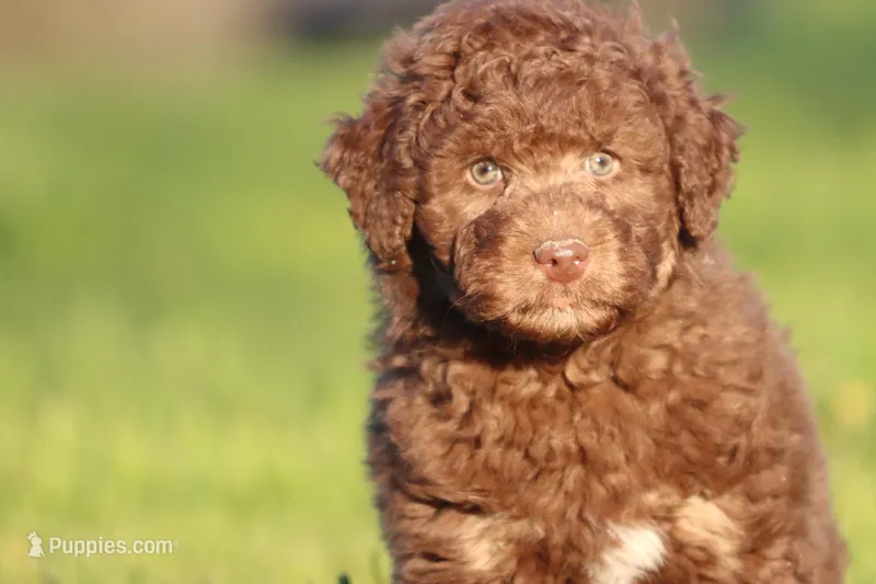 Snickers – Aussiedoodle, Miniature Aussiedoodle puppy for sale in Grand Rapids, MI