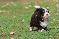 Pup, a male Miniature Bernedoodle for sale in Grand Rapids, MI – 3 of 5