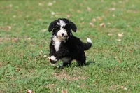 Snoopy Girl, a female Miniature Bernedoodle for sale in Grand Rapids, MI – 4 of 6