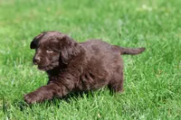 Hersheys, a female Newfoundland for sale in Grand Rapids, MI – 2 of 4