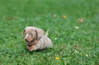 Marbles, a female Miniature Dachshund for sale in Grand Rapids, MI – 6 of 7