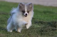 Twirls AKC, a female Pomeranian for sale in Grand Rapids, MI – 3 of 7