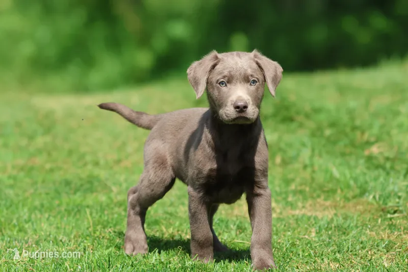 Dozer AKC  – Labrador Retriever puppy for sale in Grand Rapids, MI
