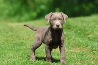 Dozer AKC , a male Labrador Retriever for sale in Grand Rapids, MI – 1 of 7