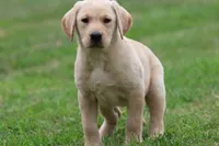 Golden Touch AKC , a female Labrador Retriever for sale in Grand Rapids, MI – 5 of 5