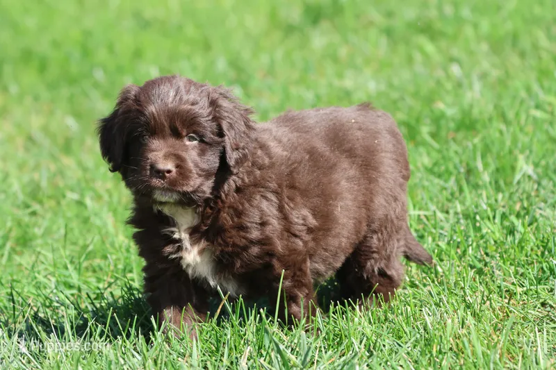 Bulldozer – Newfoundland puppy for sale in Grand Rapids, MI