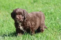 Bulldozer, a male Newfoundland for sale in Grand Rapids, MI – 1 of 5