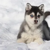 Balto, a male Alaskan Klee Kai for sale in Grand Rapids, MI – Photo 1 of 5