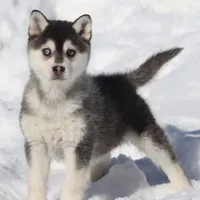 Balto, a male Alaskan Klee Kai for sale in Grand Rapids, MI – Photo 3 of 5