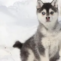 Balto, a male Alaskan Klee Kai for sale in Grand Rapids, MI – Photo 5 of 5