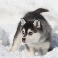 Balto, a male Alaskan Klee Kai for sale in Grand Rapids, MI – Photo 4 of 5