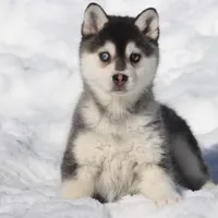 Balto, a male Alaskan Klee Kai for sale in Grand Rapids, MI – Photo 2 of 5