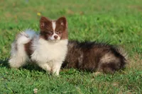 Milly, a female Pomeranian for sale in Grand Rapids, MI – 4 of 7
