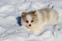 Cotton, a female Pomeranian for sale in Grand Rapids, MI – Photo 5 of 6