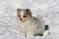 Cotton, a female Pomeranian for sale in Grand Rapids, MI – Photo 1 of 6