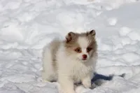 Cotton, a female Pomeranian for sale in Grand Rapids, MI – Photo 4 of 6