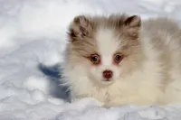 Cotton, a female Pomeranian for sale in Grand Rapids, MI – Photo 3 of 6