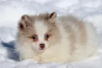 Cotton, a female Pomeranian for sale in Grand Rapids, MI – Photo 6 of 6