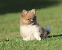 Tiny Tim, a male Pomeranian for sale in Grand Rapids, MI – 3 of 6