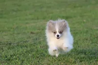 Twirls AKC, a female Pomeranian for sale in Grand Rapids, MI – 4 of 7