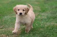 Oliver AKC, a male Golden Retriever for sale in Grand Rapids, MI – 3 of 5