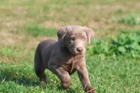 Dallas, a female Labrador Retriever for sale in Grand Rapids, MI – 3 of 3
