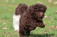 Truffles, a female Miniature Bernedoodle for sale in Grand Rapids, MI – 3 of 7