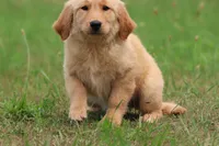 Milly, a female Golden Retriever for sale in Grand Rapids, MI – 5 of 5