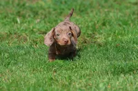 Heidi, a female Miniature Dachshund for sale in Grand Rapids, MI – 5 of 5