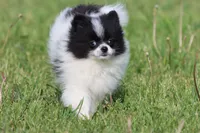 Cookies n cream, a female Pomeranian for sale in Grand Rapids, MI – 2 of 5