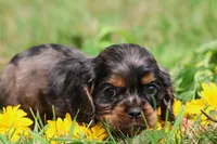 Pebbles, a male Cocker Spaniel and Cavalier King Charles Spaniel for sale in Grand Rapids, MI – 3 of 4