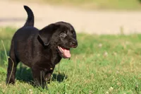 Bruce Wayne AKC , a male Labrador Retriever for sale in Grand Rapids, MI – 4 of 5