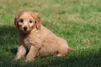 Twirls , a male Miniature Goldendoodle for sale in Grand Rapids, MI – 2 of 6
