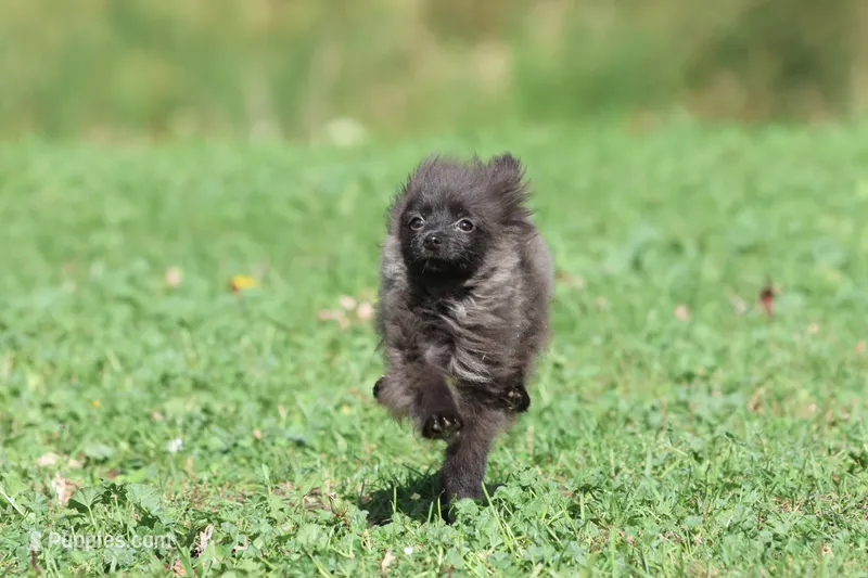 Betty AKC – Pomeranian puppy for sale in Grand Rapids, MI