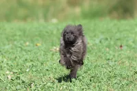 Betty AKC, a female Pomeranian for sale in Grand Rapids, MI – 1 of 4