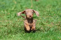 Heidi, a female Miniature Dachshund for sale in Grand Rapids, MI – 2 of 5