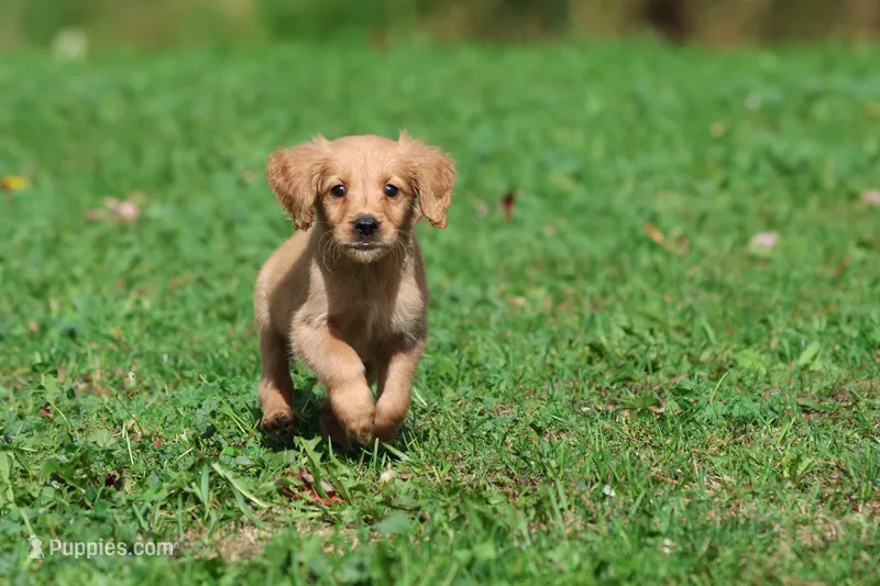 Trinity AKC  – Golden Retriever puppy for sale in Grand Rapids, MI