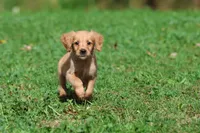 Trinity AKC , a female Golden Retriever for sale in Grand Rapids, MI – 1 of 6