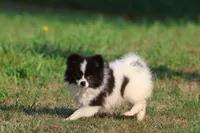 Feather AKC , a female Pomeranian for sale in Grand Rapids, MI – 2 of 5