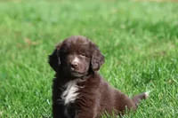 Double Fudge, a female Newfoundland for sale in Grand Rapids, MI – 2 of 3