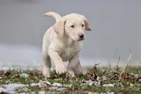 Squirt AKC , a male Labrador Retriever for sale in Grand Rapids, MI – Photo 5 of 6