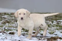 Squirt AKC , a male Labrador Retriever for sale in Grand Rapids, MI – Photo 4 of 6