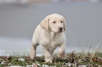 Squirt AKC , a male Labrador Retriever for sale in Grand Rapids, MI – Photo 6 of 6