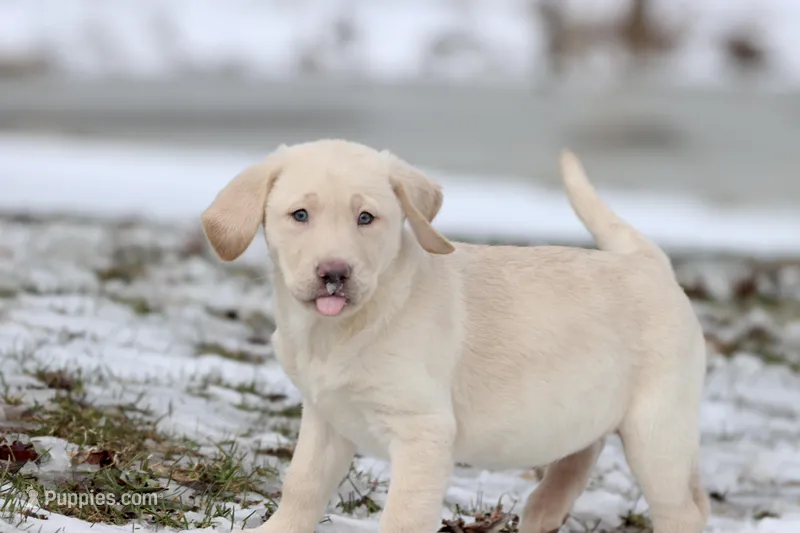 Squirt AKC  – Labrador Retriever puppy for sale in Grand Rapids, MI