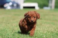 Pumpkin Spice, a female Miniature Goldendoodle for sale in Grand Rapids, MI – 3 of 5