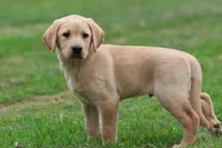 Jolly Ranchers AKC , a male Labrador Retriever for sale in Grand Rapids, MI – 4 of 5